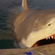 Via Great White
